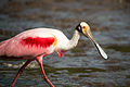 Spatule rosée dans la Tárcoles River, Costa Rica