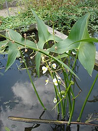 Alisma latifolia‎