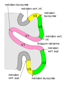 Scissure du cortex strié et place des couches V3, V2 et V1.