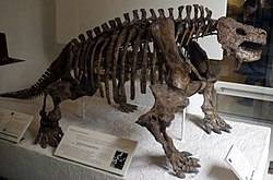 スクトサウルス骨格