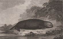 A sea otter, drawing by S. Smith after John Webber Sea Otter.png