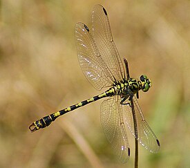 Onychogomphus forcipatus