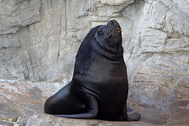 Southern sea lion, L'Oceanogràfic (1)