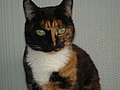 Iseloomuliku nägu poolitava värvijaotusega kilpkonnavärvi kass