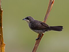 ♀ Tachyphonus phoenicius