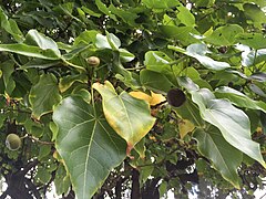 Feuilles et fruit à Tahiti