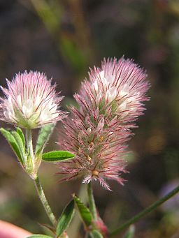 Trifolium arvense 2005.07.11 09.23.43