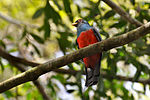 Miniatura para Trogon melanurus