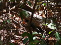 Weißaugendrossling Blackcap Babbler