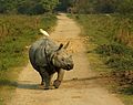 Östlicher Kuhreiher (Bubulcus coromandus) auf einem Panzernashorn (Rhinoceros unicornis)