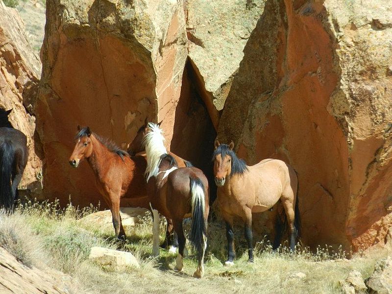 Wild Horses