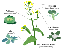 Selective breeding enlarged desired traits of the wild cabbage plant (Brassica oleracea) over hundreds of years, resulting in dozens of today's agricultural crops. Cabbage, kale, broccoli, and cauliflower are all cultivars of this plant. Wild Mustard Plant Selective Breeding.svg