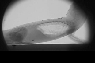 Файл: рентгенограмма самки американского аллигатора (Alligator mississippiensis) при дыхании - pone.0004497.s009.ogv