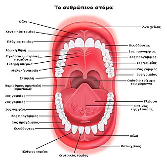 Το ανθρώπινο στόμα