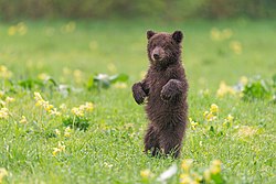Медвежонок в национальном парке «Башкирия»
