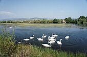 Лебеді на штучному озері неподалік с. Вовкове́. 2015 р.(фото з архіву Фатула Романа Михайловича))