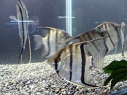 橫紋神仙魚 Pterophyllum altum