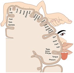 The sensory regions for the feet and genitals lie next to each other, as shown in this cortical homunculus. 1421 Sensory Homunculus.jpg