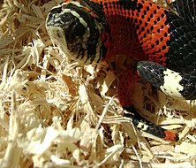 Faux serpent-corail ñata (Xenodon semicinctus)