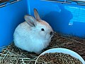 5 weeks old domesticated bunny of unknown breed