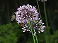 Allium-senescens