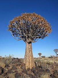 Un arbre aux carquois, plante placée sur la liste des dix espèces les plus affectées par le changement climatique. (définition réelle 2 448 × 3 264)