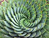 Phyllotaxis spirals of Aloe polyphylla, a strong natural pattern