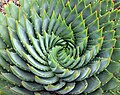 Спіраль: філотаксис Aloe polyphylla