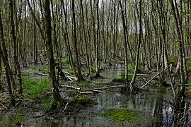 Tourbière de Altwarmbüchener Moor, près de Hanovre. Juin 2017.