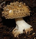 Miniatura para Amanita australis