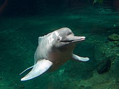 דולפין האמזונאס