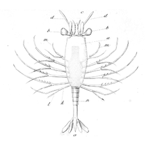 Amphionides reynaudii larvae.png