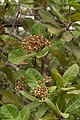 Anacardium occidentale