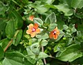 Anagallis arvensis Acker-Gauchheil