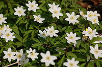 European wood anemone (Anemone nemorosa)