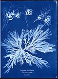 Anna Atkins: "Dictyota dichotoma, in the young state; and in fruit" (cyanotype, 1843)