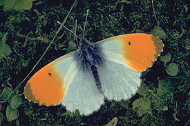 Anthocharis cardamines