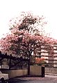 Apamate (Tabebuia rosea)