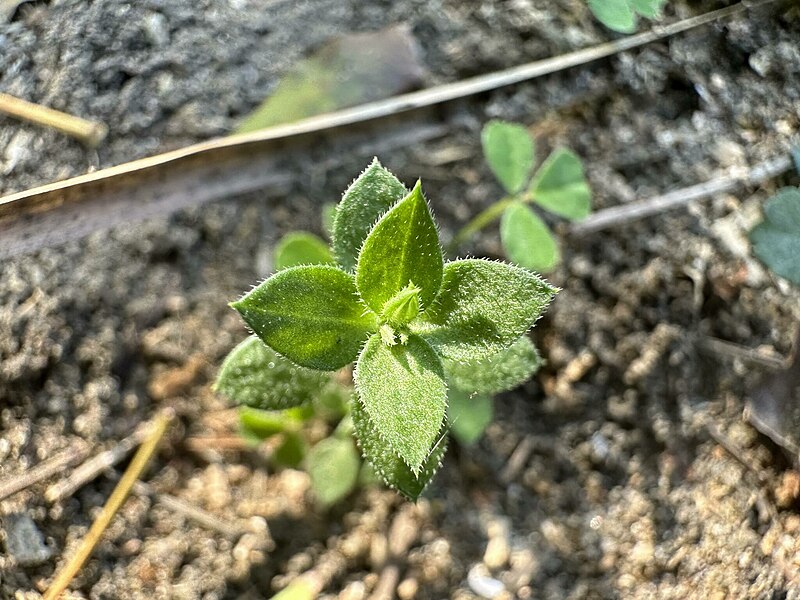 無心菜，攝於淡水沙崙海岸