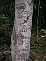 Some people have carved things on this tree trunk.