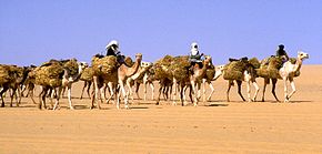 Solná karavana těžkých naložených velbloudů v poušti