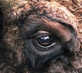 Eye of a European bison Bison bonasus right eye close-up.jpg
