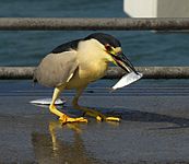 Black-crowned night heron (Nycticorax nycticorax)