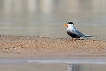 Black Bellied Tern.jpg