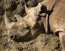 Black Rhino Reproduction