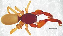 Boagrius sp.jpg