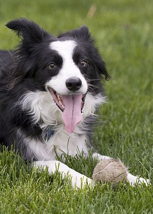 A Border Collie resting during a game of fetch.