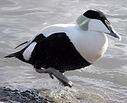 Common eider