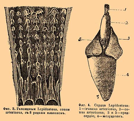 Фиг. 3. Ганоидные Lepidosteus, conus arteriosus, с 8 рядами клапанов. Фиг. 4. Сердце Lepidosteus: 1 — truncus arteriosus, 2 — conus arteriosus, 3 и 5 — предсердие, 4 — желудочек.