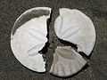 The broken pieces of a sand dollar